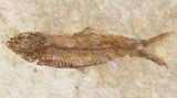Small Knightia Fossil Fish - Wyoming #41042-1